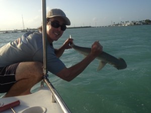 bonnet head shark