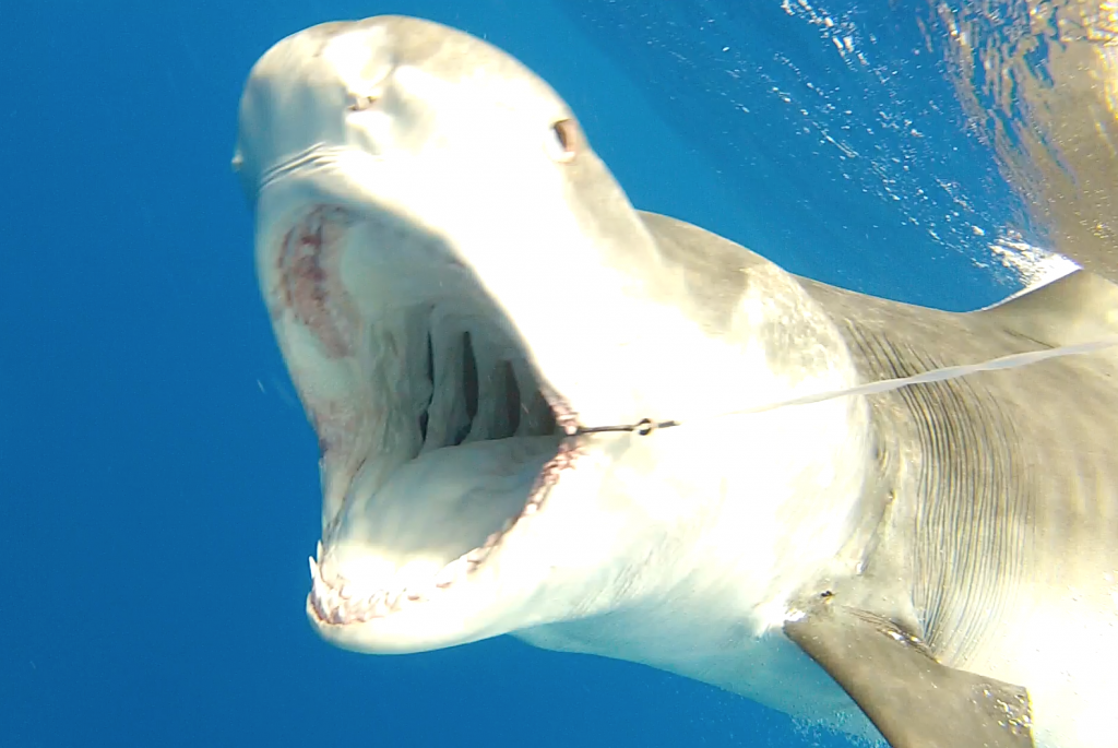 tiger shark mouth