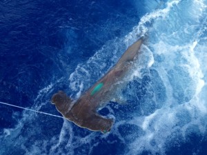 10-3-13 islamorada hammerhead shark