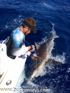 500 lb dusky shark