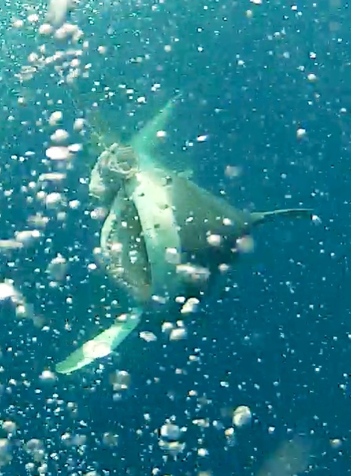 4-7-14 bull shark underwater